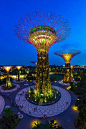 The Super Tree, Singapore