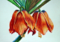 豆瓣网友临摹飞乐鸟的花卉彩铅画