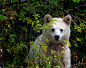 黑熊的变种白熊被称为Kermode，鬼，或精神熊。这些熊是非常罕见的。土著人相信，这些白熊有超自然的力量。