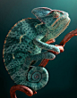 Chameleon