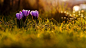 General 1920x1080 flowers grass crocus purple flowers