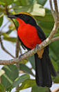 Yellow-crowned Gonolek (Laniarius barbarus)
(photo: Steve Garvie)
