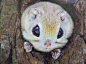 畫有眼線和塗有唇彩的俄羅斯鼯鼠。