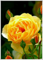 Beautiful Yellow Rose. 