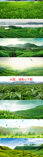 春茶清新茶叶茶园淘宝天猫海报banner背景图