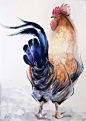 【绘画参考】鸡的参考~这组作品里的鸡都很神气，栩栩如生，而且形态各异，是一组比较完整的参考~