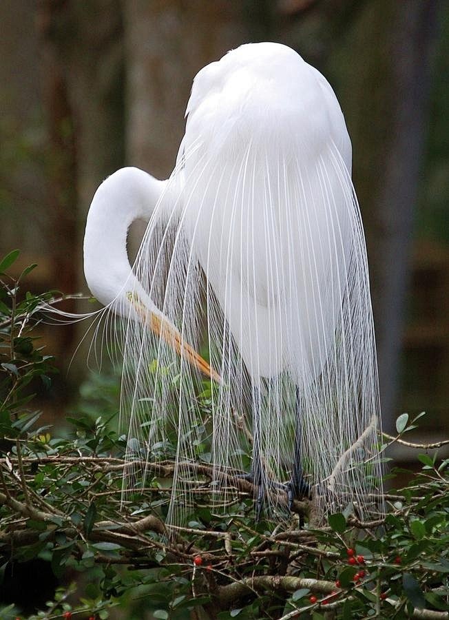 ~~Great Egret by Jan...