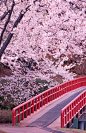 Small bridge in the cherry forest, Japan