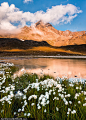 Photograph Gavia by Alessio Andreani on 500px