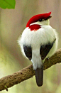 accras:

Araripe Manakin: It was discovered in 1996 and scientifically described in 1998. (Brazil)
