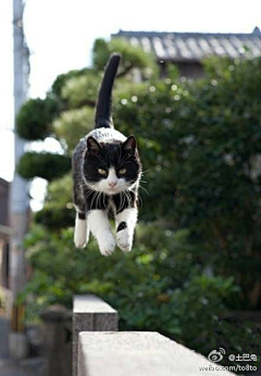 绿领巾的猫采集到大爱