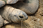 600张超清鳄鱼海龟蛇鬣蜥爬行动物摄影参考素材图包