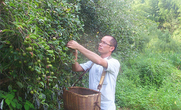 我采摘茶树果的场景