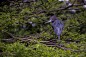 Little Blue Heron