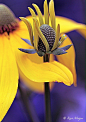 Yellow and purple bl Flowers Garden Love
