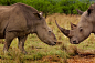 自然类组照一等奖：犀牛战争
2011年3月15日，南非克莱克斯多普，一个人举起刚从白犀牛头上割下的角，每年南非会发生400多起非法盗猎犀牛的事件，犀牛在国际市场上的身价已经超过了黄金。摄影师：Brent Stirton 国籍：南非