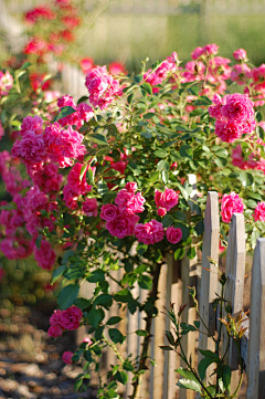 sharon青葙采集到roses