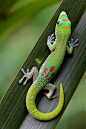 I once owned a Day Gecko like this one. They are very fun to watch with their vibrient colors and adorable personalities. I would catch moths for him and watch him climb around the tank after them. Once he caught one he would move his head from side to si