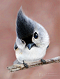 A tufted titmouse :) | nature and such