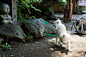 晒太阳,日本,白猫 #喵星人#