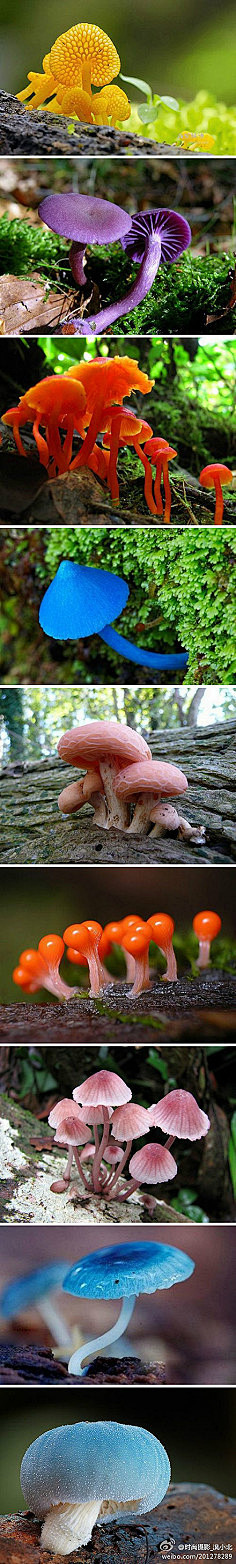 五颜六色的小蘑菇