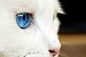 这只拥有蓝宝石一般眼睛的土耳其安哥拉猫叫Yaro，来自韩国。两个星期前，Yaro去世了，享年14岁。它的眼眸深邃的像星辰，现在Yaro已经真的化为了天上的星辰。
