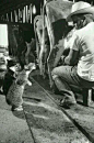1954年，挤奶工与两只小猫合影，表演隔空吃奶。.jpg