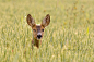 The winking deer by Mariann Rea on 500px