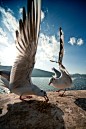 【图】关于海鸥 by wuhujun_滨海影子的收集_我喜欢网