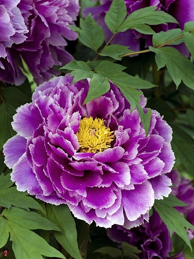 Peony 牡丹