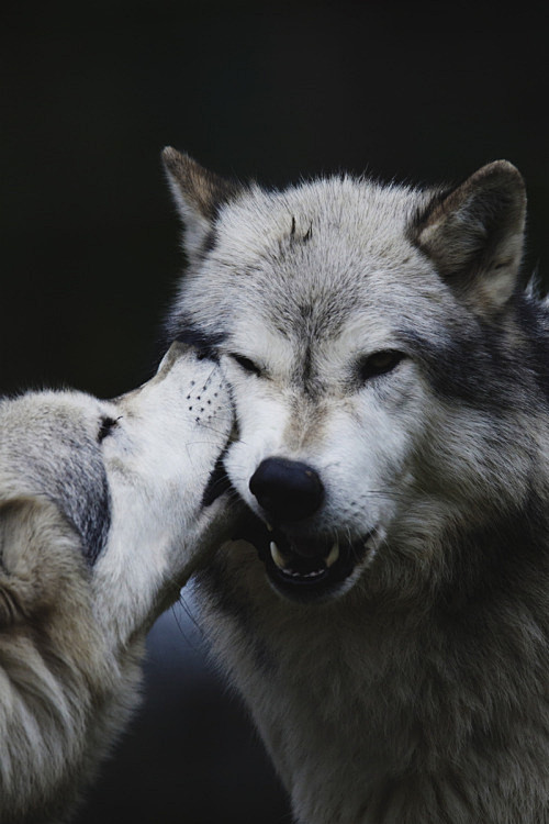 Kiss of a Wolf