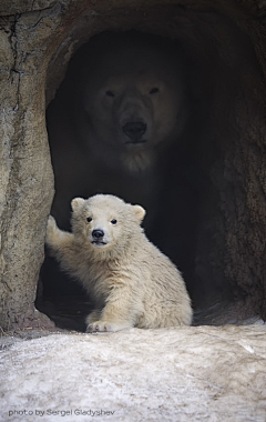 白兎行采集到動物園