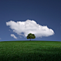 Photograph The Cloud and the Tree by Carlos Gotay on 500px