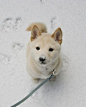 Snow puppy is too adorable