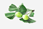绿色银杏叶高清素材 果实 绿色植物 背景装饰 银杏叶 免抠png 设计图片 免费下载