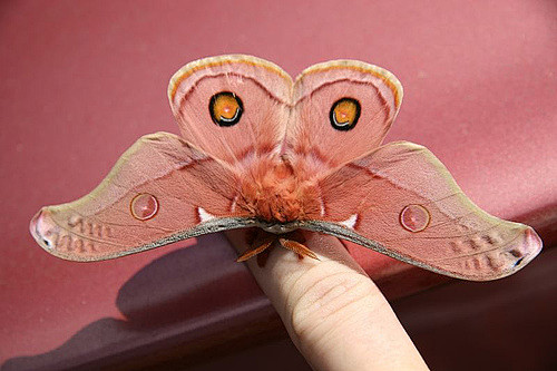 Beautiful Moth