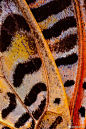 Chris Perani微距摄影：美丽的蝴蝶翅膀。#求是爱设计# ​​​​