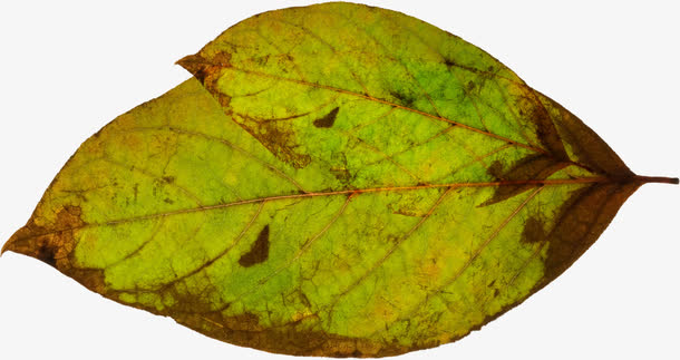 6a49687e31c145b103c2764cf39562c667d29962a3d8-fdx3iE