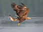 White tailed eagle by Jerry Bouwmeester on 500px