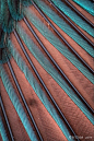 Kingfishers Wing Feathers by Russ Cribb