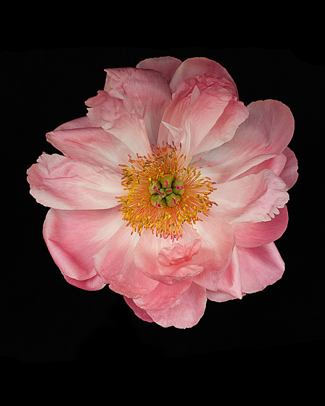 peony-burst