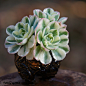 caudex.one@gmail.com 在 Instagram 上发布：“#echeveria compton's carousel #succulent #pottery #potterybykitoi”
多肉植物