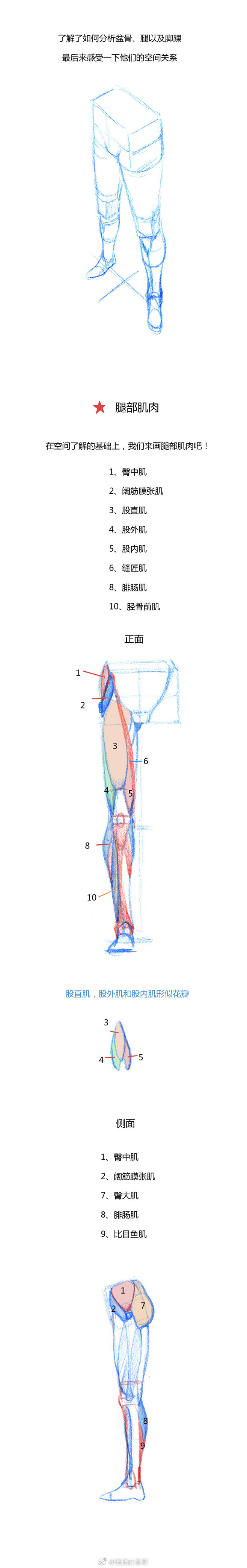 #春哥的绘画课室# 条漫第五弹：腿部结构...