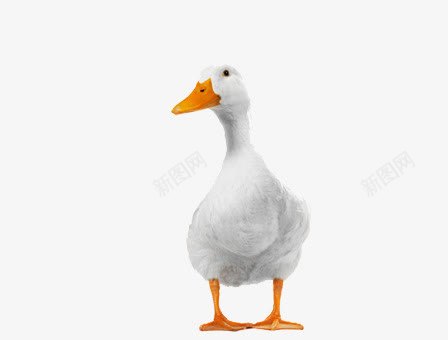 6a74fa27e63b300b16d5ae37c6af1028024f9da81bfc-WaJMRP