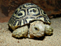 布拉格动物园新年刚刚孵化的豹纹龟。