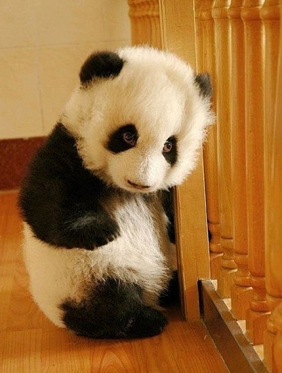 熊猫宝宝，很可爱，对吧？