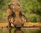 warthog.. NO CROP.. by Margitta Thomann on 500px