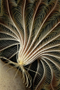 Crinoid (Promachocrinus kerguelensis) sea feather