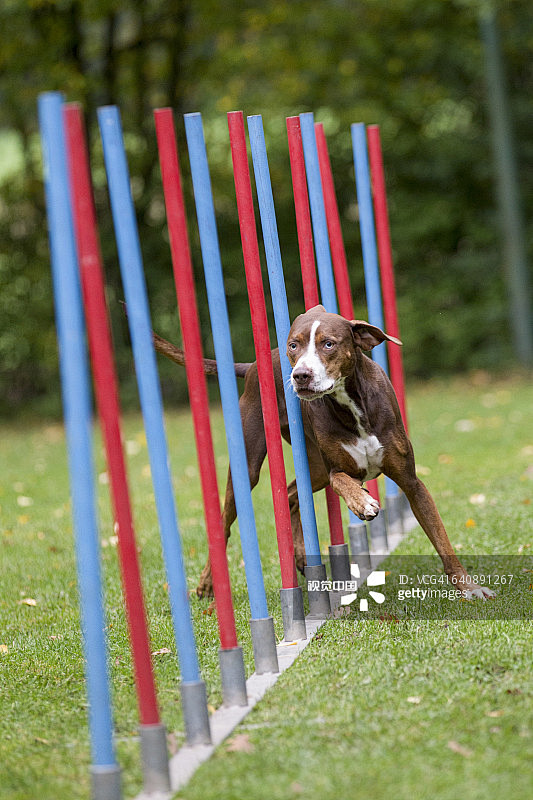 Louisiana Catahoula ...