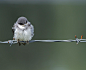 Single Juvenile Tree Swallow by Geoffrey Shuen on 500px